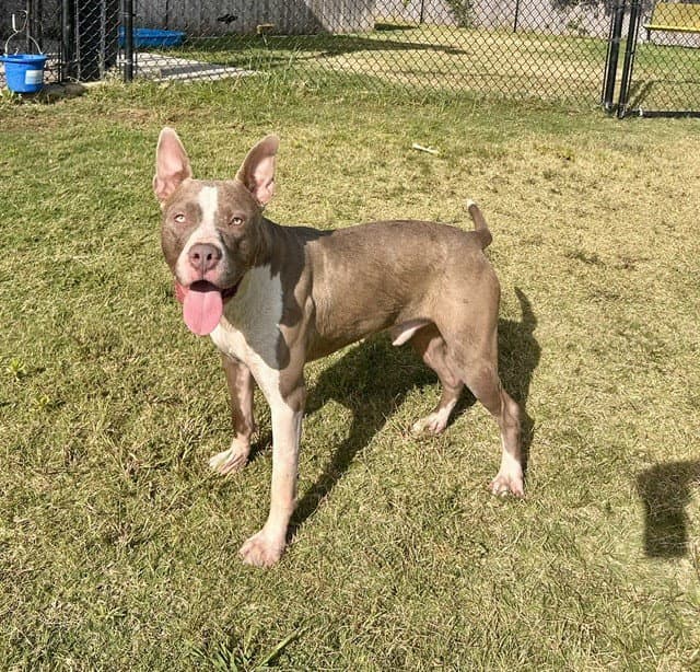 Bronser - Pit Bull Terrier