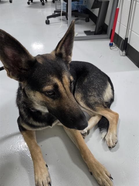 Sheba - German Shepherd Dog