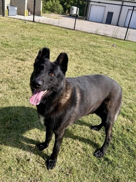 Ammo - German Shepherd Dog