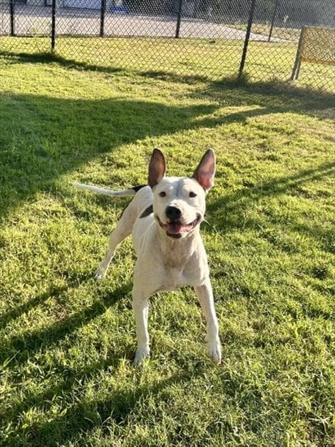 Venus - Pit Bull Terrier
