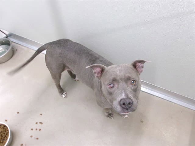Thunder - Pit Bull Terrier