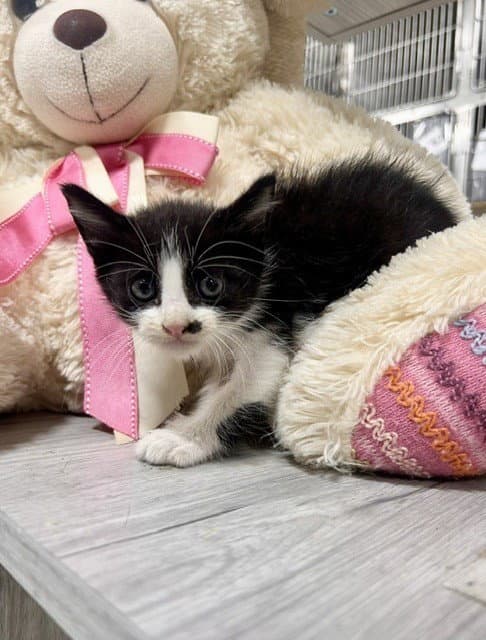 Steve - Domestic Short Hair