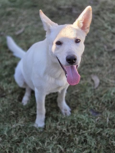 Ghost - German Shepherd Dog