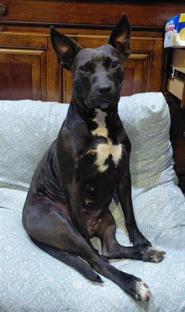 Bailey - Pit Bull Terrier