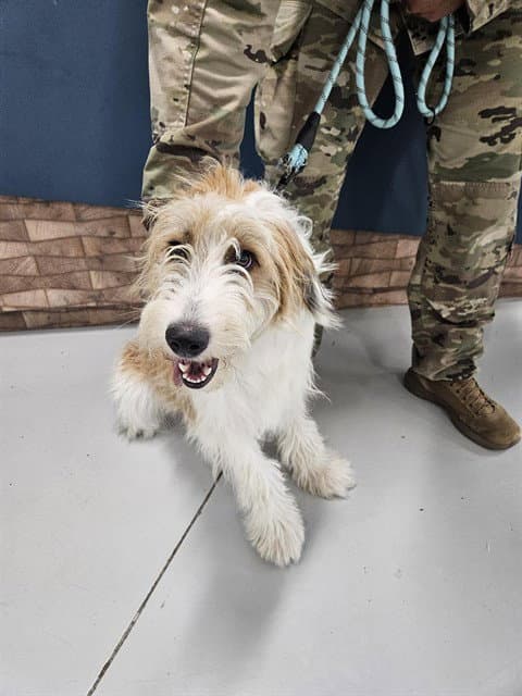 Juna - Old English Sheepdog