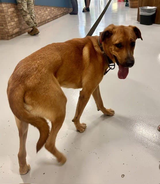 Mojo - Rhodesian Ridgeback