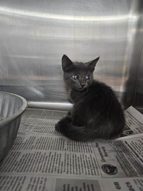 Unknown - Domestic Short Hair