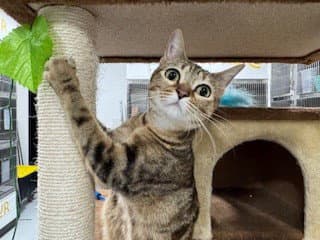 Unknown - Domestic Short Hair