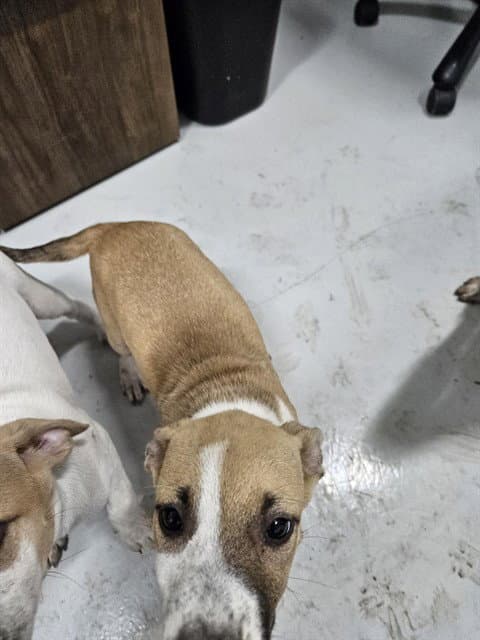 Unknown - Australian Cattle Dog/Blue Heeler