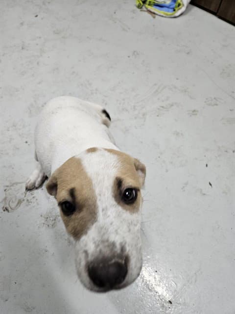 Unknown - Australian Cattle Dog/Blue Heeler