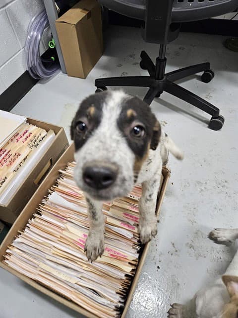 Unknown - Australian Cattle Dog/Blue Heeler
