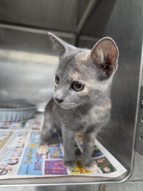 Unknown - Domestic Short Hair
