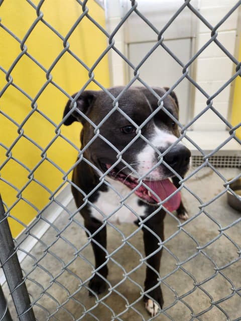 Unknown - Staffordshire Bull Terrier