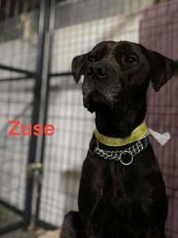 Zuse image 1
