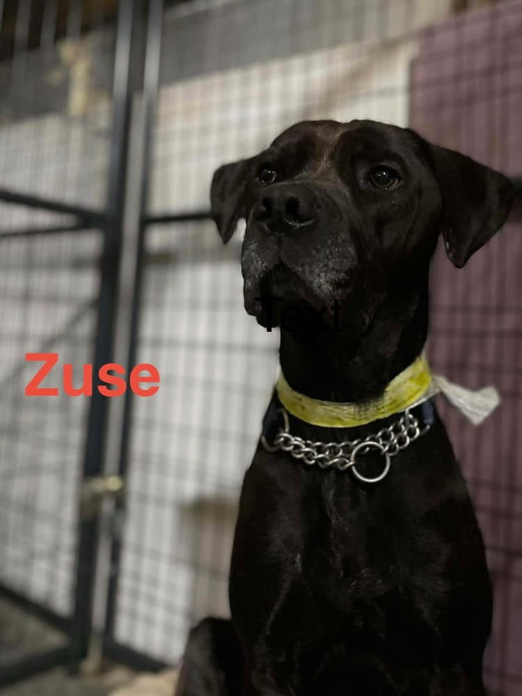 Zuse - Labrador Retriever