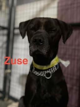 Zuse image 4