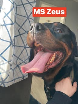 Ms Zeus image 3