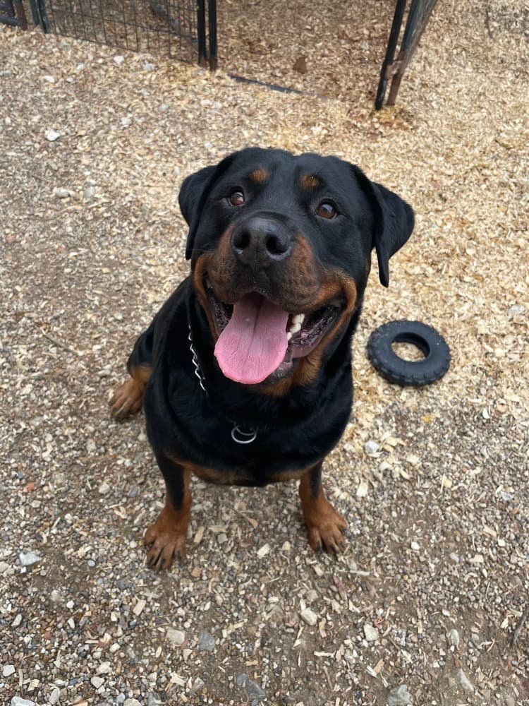 Lucious - Rottweiler