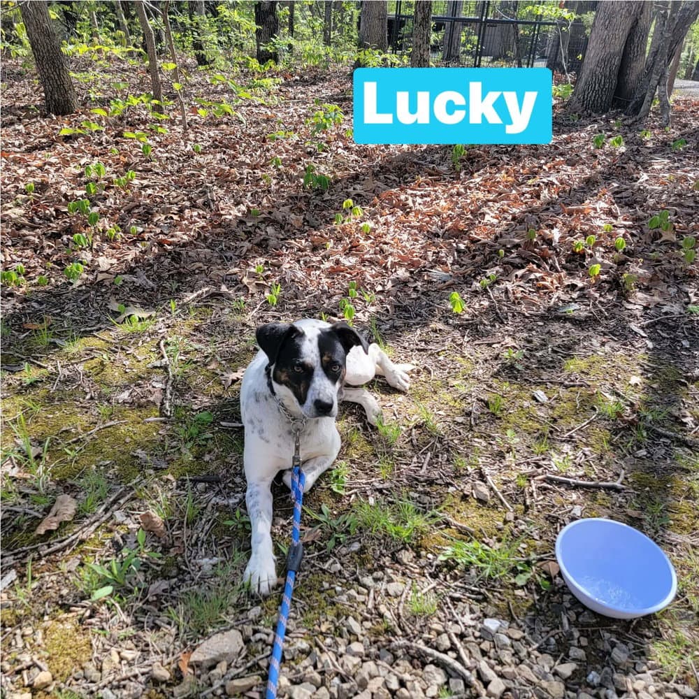 Lucky - Pointer