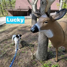 Lucky image 2