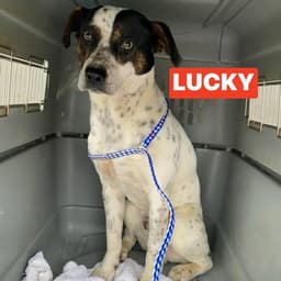 Lucky image 3