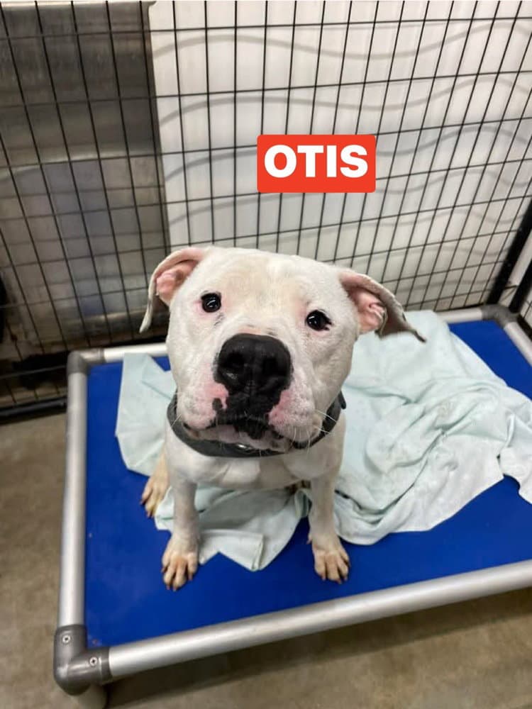 Otis - Terrier