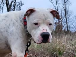 Otis image 2
