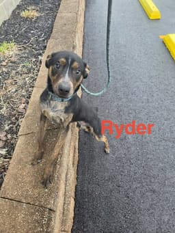 Ryder image 1