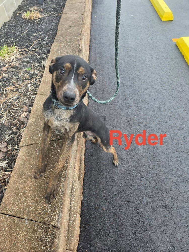 Ryder - Australian Cattle Dog/Blue Heeler