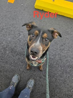 Ryder image 3