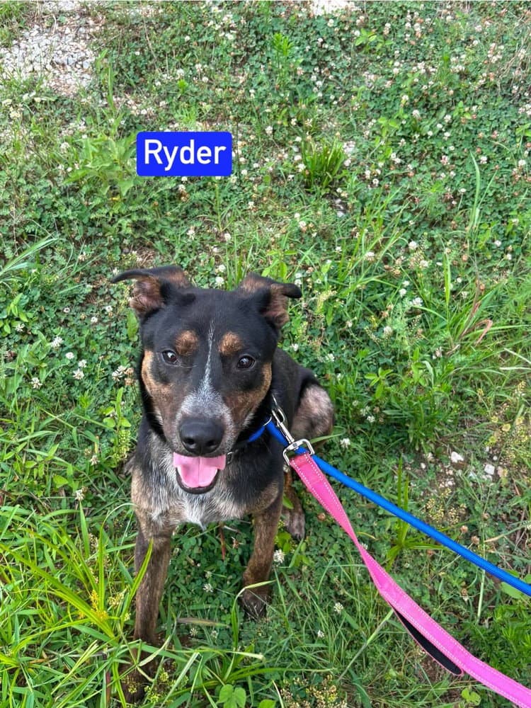 Ryder - Australian Cattle Dog/Blue Heeler