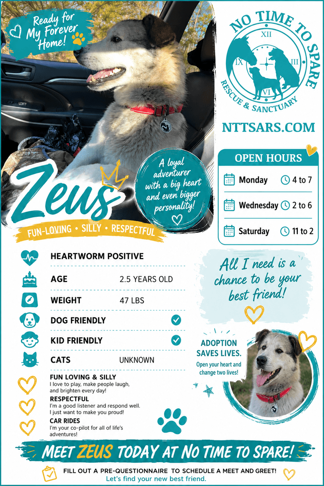 Zeus - Husky