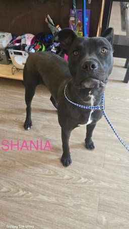 Shania image 1
