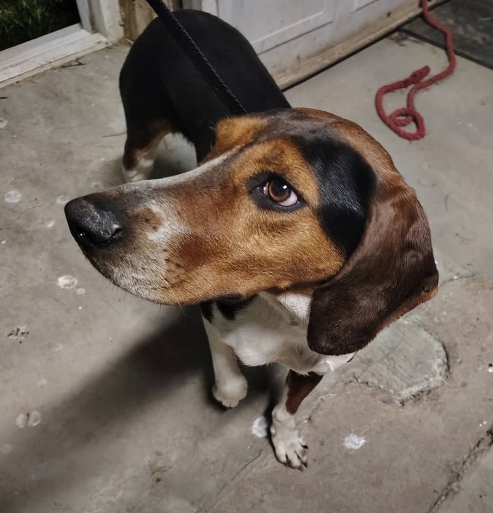 Sr Betty Sue - Treeing Walker Coonhound
