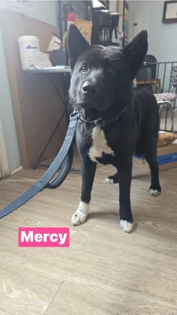 Mercy image 1