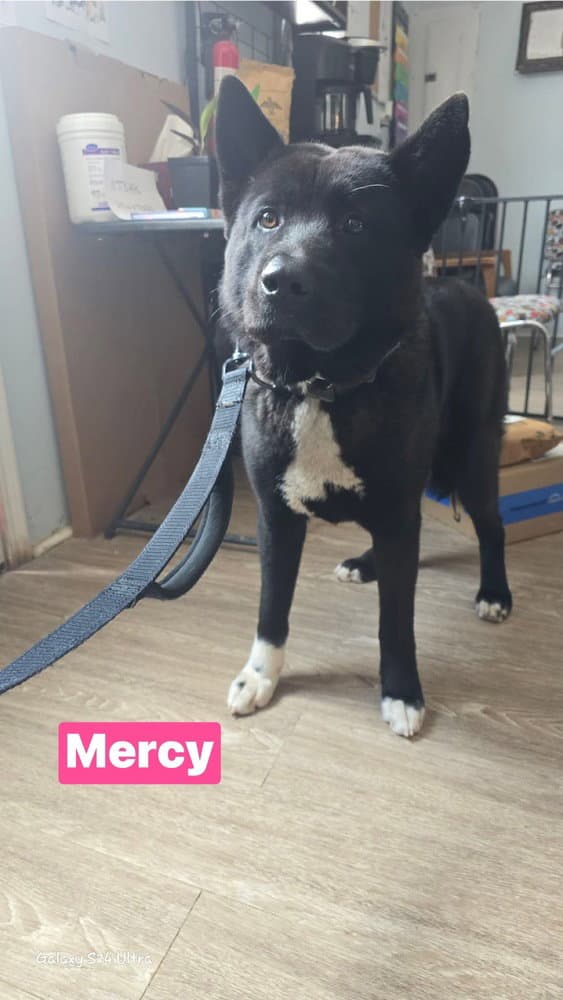 Mercy - Akita