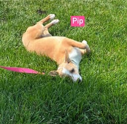 Lh Pip image 3