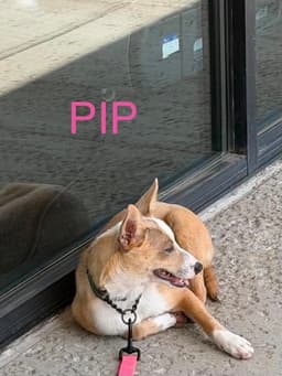 Lh Pip image 4