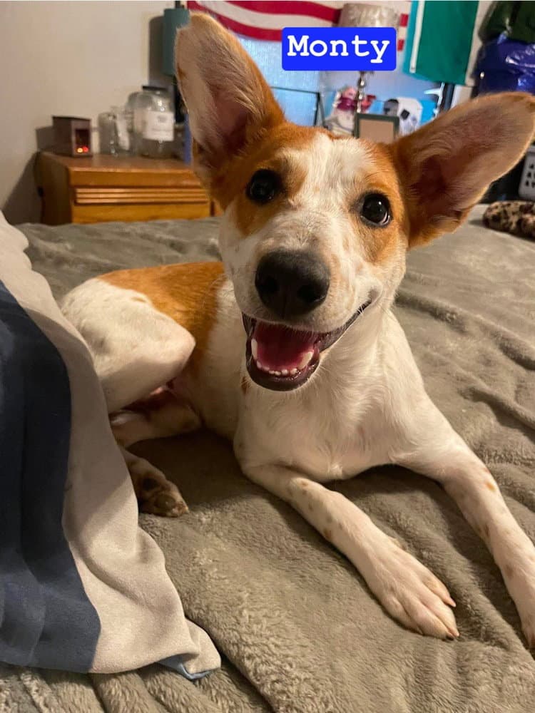 Lh Monty - Australian Cattle Dog/Blue Heeler
