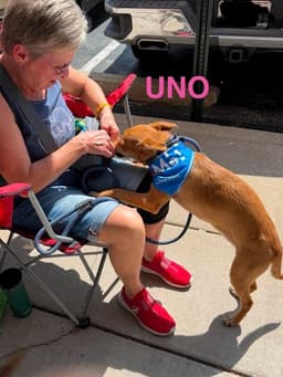 Lh Uno image 2