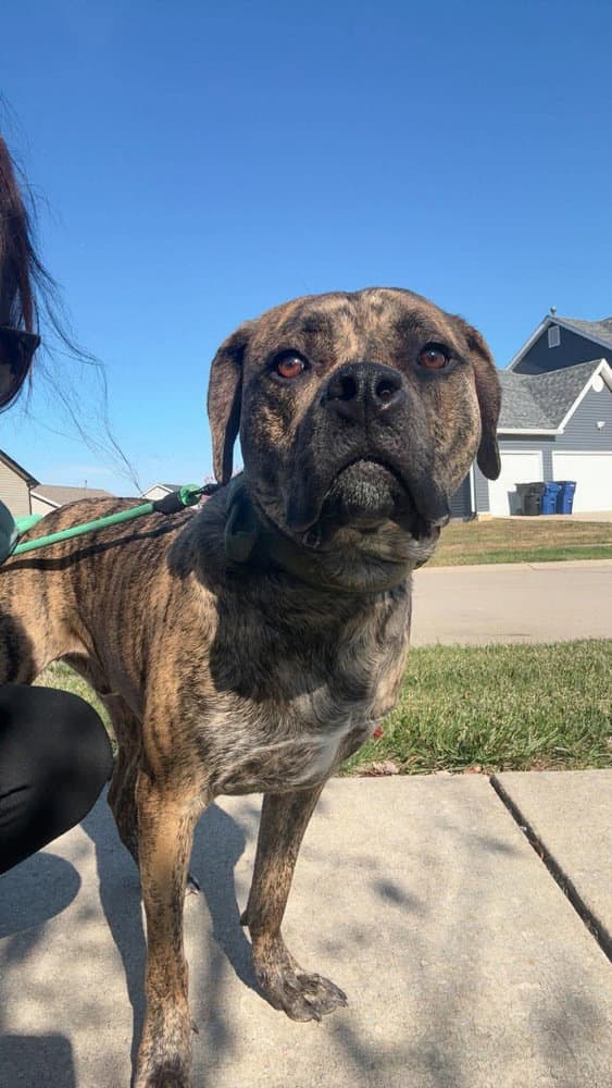 Murphy Aka Wc Babe Pup-Berte - Mastiff