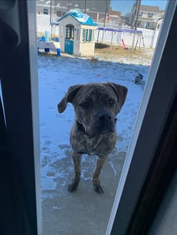 Murphy Aka Wc Babe Pup-Berte image 2