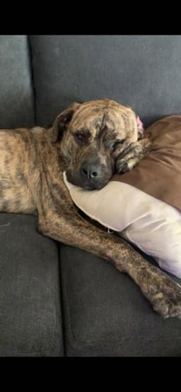 Murphy Aka Wc Babe Pup-Berte image 3