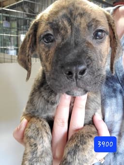 Murphy Aka Wc Babe Pup-Berte image 4