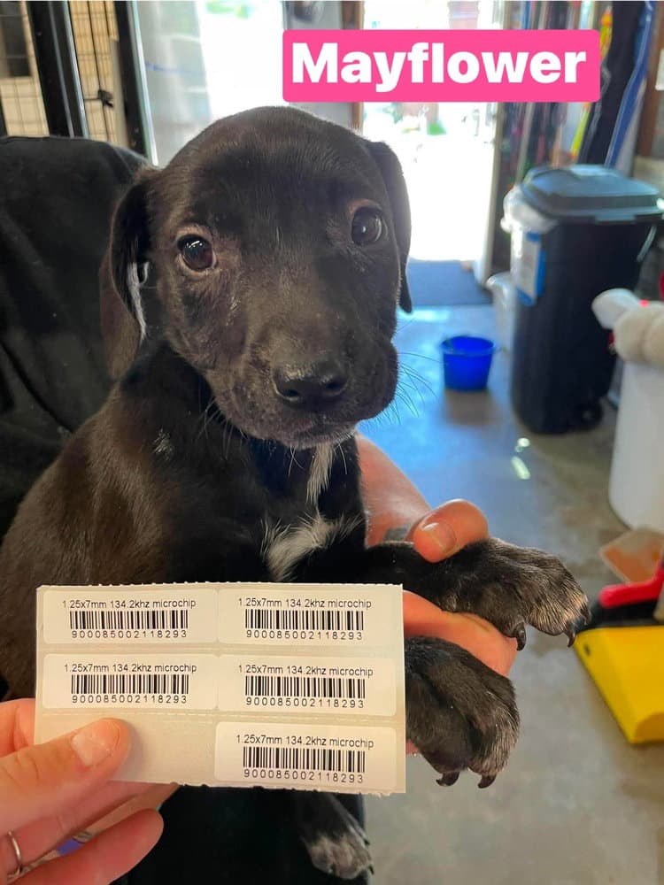 He Mayflower - German Shorthaired Pointer