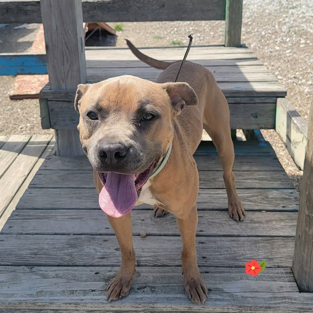 Garth - Pit Bull Terrier