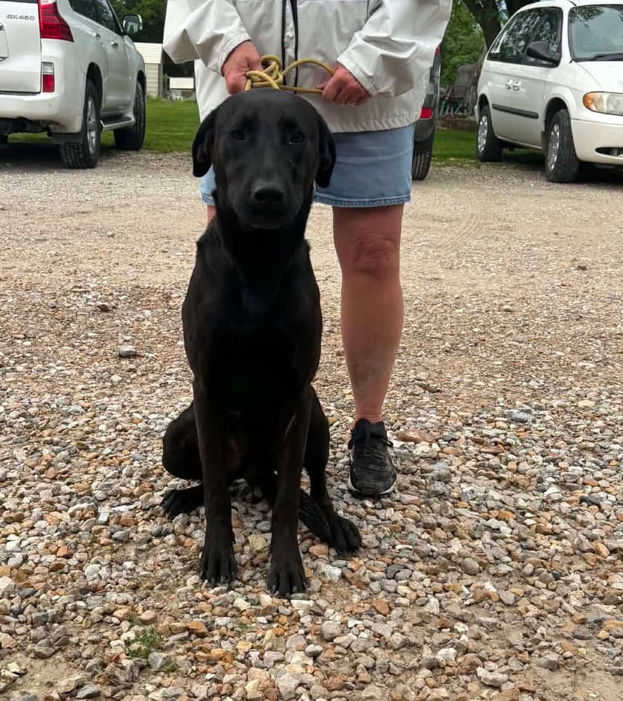 Buster - Labrador Retriever
