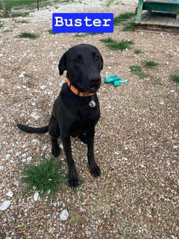 Buster image 2