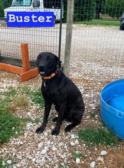Buster image 3