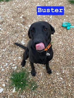 Buster image 4